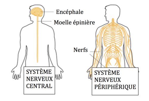 Syst&egrave;me nerveux central et syst&egrave;me nerveux p&eacute;riph&eacute;rique - Source inconnue